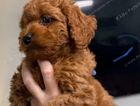 puppy