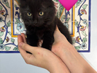 kitten
