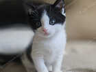 Kitten