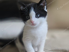 kitten