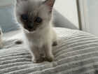 Kitten