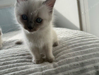 kitten  point