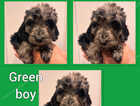 Puppy