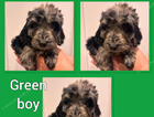 puppy