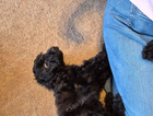 puppy