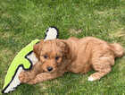 Puppy