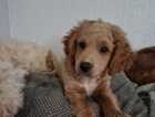 Puppy