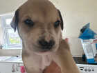 Puppy