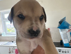 puppy