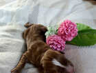 Puppy
