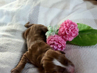 puppy