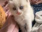 Kitten