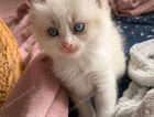 kitten  bicolour