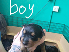 puppy