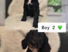 Puppy