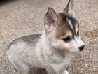 Puppy