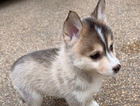 puppy