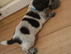 puppy