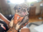 doris