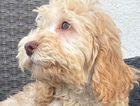 puppy