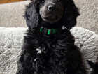 Puppy