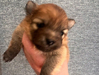 puppy