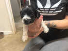 Puppy