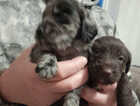 Puppy