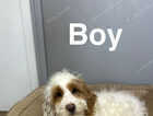 Puppy