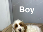 puppy