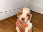 Puppy