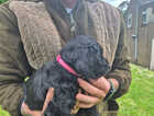 Puppy
