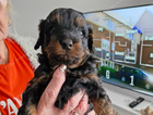 puppy