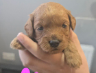 puppy  girl