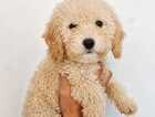 Puppy