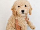 puppy