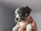 Puppy
