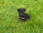 puppy