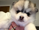 puppy