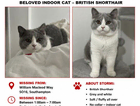Missing Grey and white British shorthair