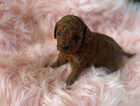 Puppy
