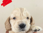rosie