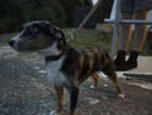 Puppy