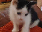 Kitten