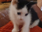 kitten