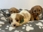 puppy  (green collar)