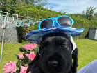 Puppy