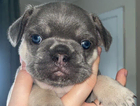 puppy