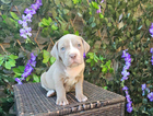 puppy