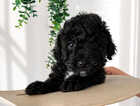 Puppy